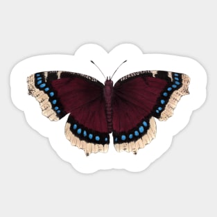 Mourning Cloak Sticker